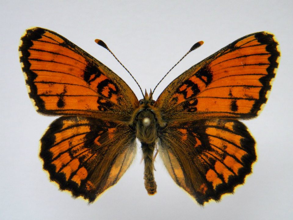 Melitaea phoebe abb 6 (Internet Image property of respective owner, non-commercial use only)